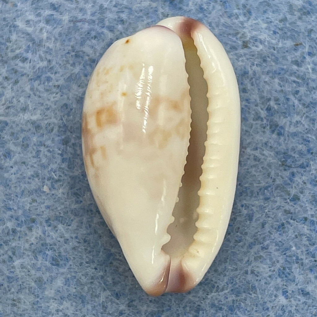 #1 Cypraea (Purpuradusta) fimbriata 18.4mm Gem Mozambique, Snorkel 5'