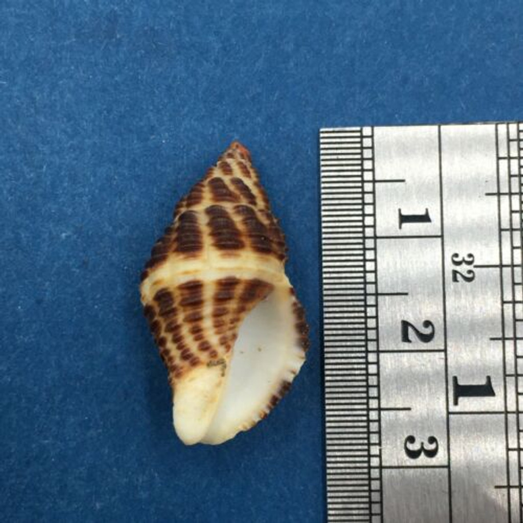 #5 Pollia Fumosa 26.2mm Aliguay Is. Philippines Trawled 80fms Buccinidae