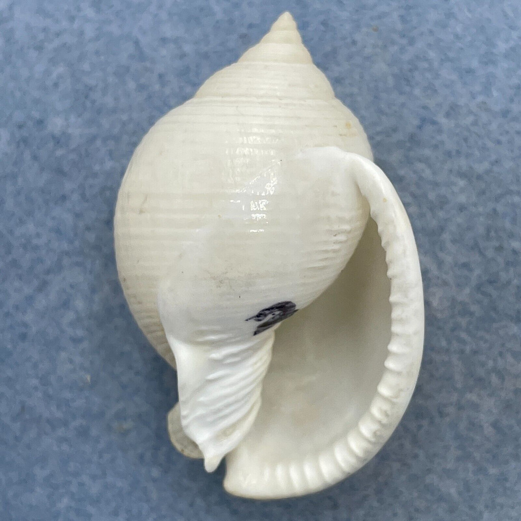 Semicassis bisulcatum diuturnum 51.7mm F++ Trawled, 75+' Moreton Bay, Australia