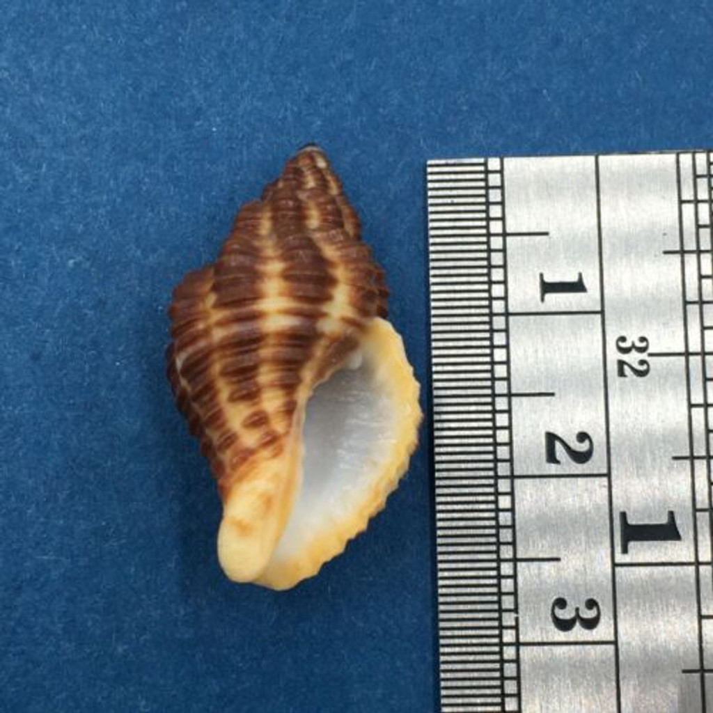 #4 Pollia Fumosa 27.4mm Aliguay Is. Philippines Trawled 80fms Buccinidae