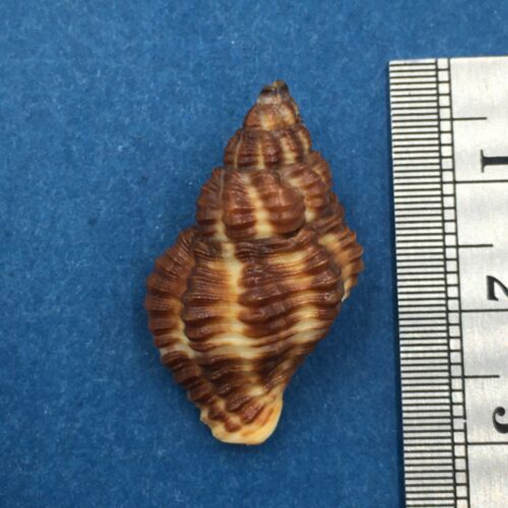 #4 Pollia Fumosa 27.4mm Aliguay Is. Philippines Trawled 80fms Buccinidae