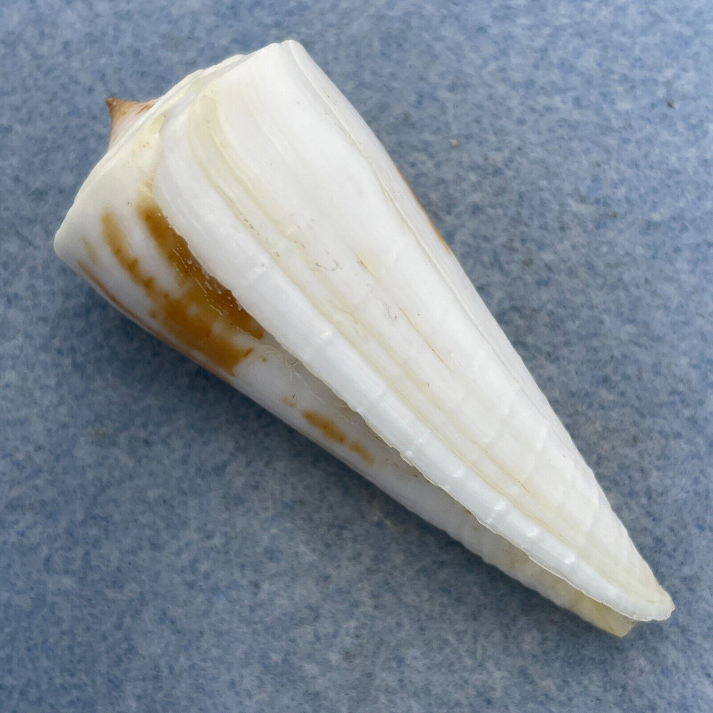 #22 Conus tribblei 59.3mm F+ Dipolog, Zamboanga, Philippines