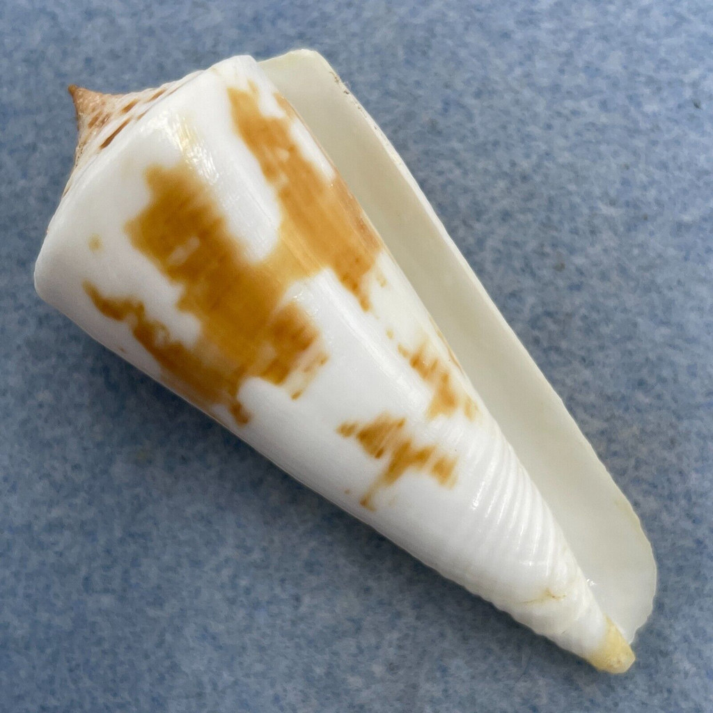 #21 Conus tribblei 62.9mm F+ Dipolog, Zamboanga, Philippines