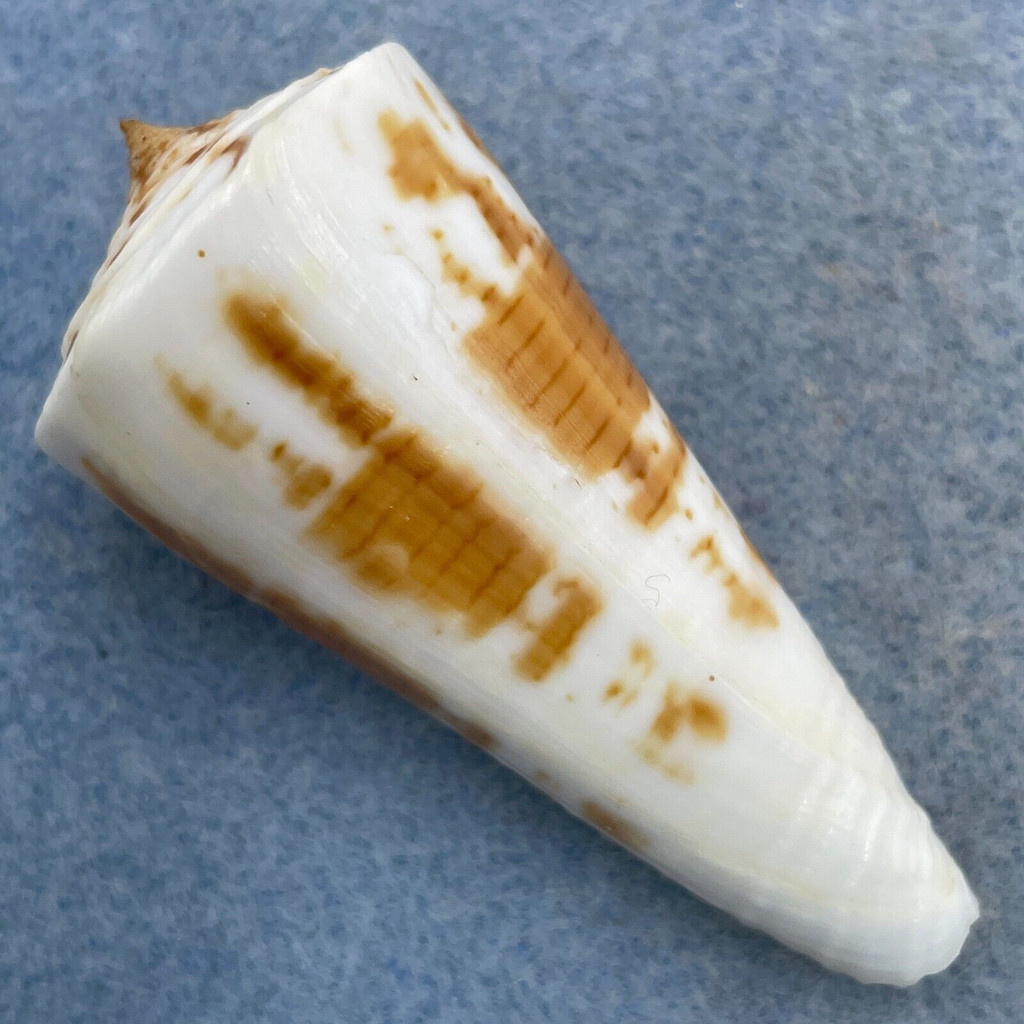 #16 Conus tribblei 59.5mm F++ Dipolog, Zamboanga, Philippines