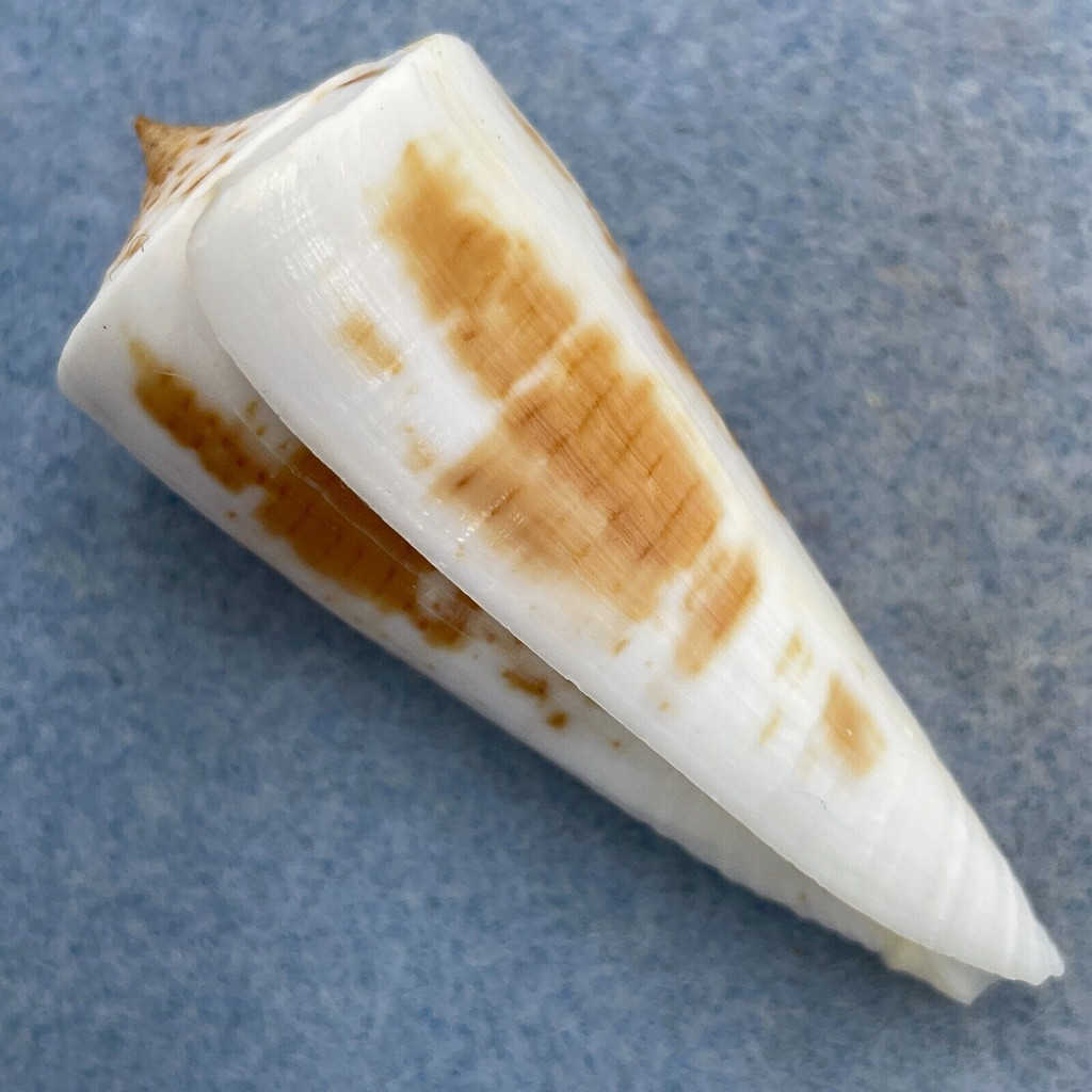 #16 Conus tribblei 59.5mm F++ Dipolog, Zamboanga, Philippines