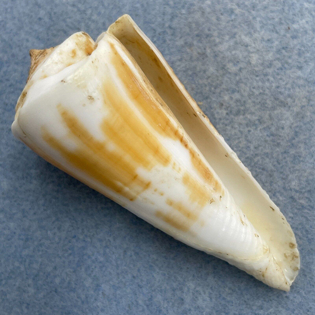 #30 Conus tribblei 66.1mm F+ Tayabas Bay, Quezon, Philippines