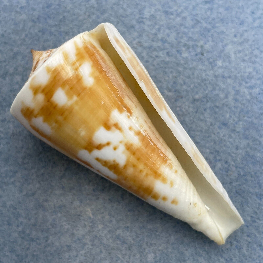 #26 Conus tribblei 57.7mm F+ Dipolog, Zamboanga, Philippines