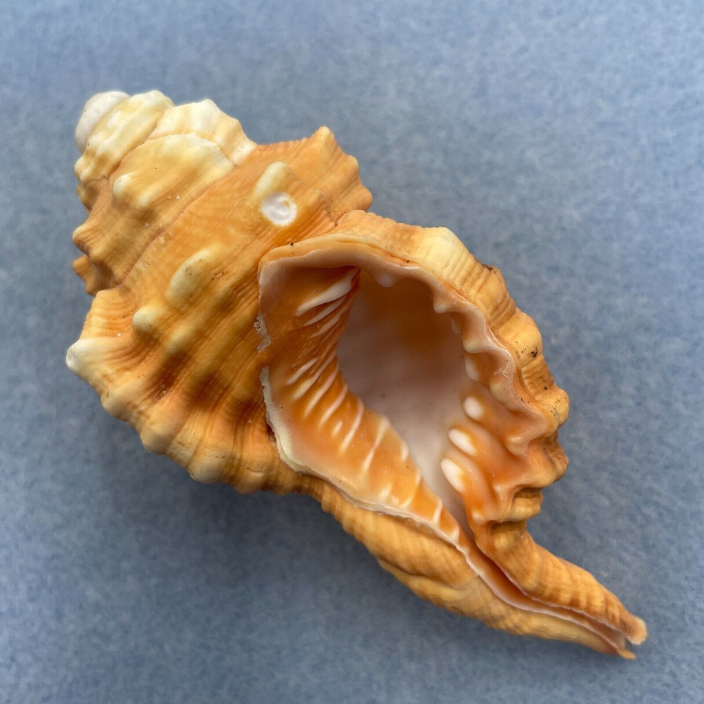 #3 Cymatium pyrum 98mm F+ Siasi Sulu, Philippines, Coral Rubble 15'