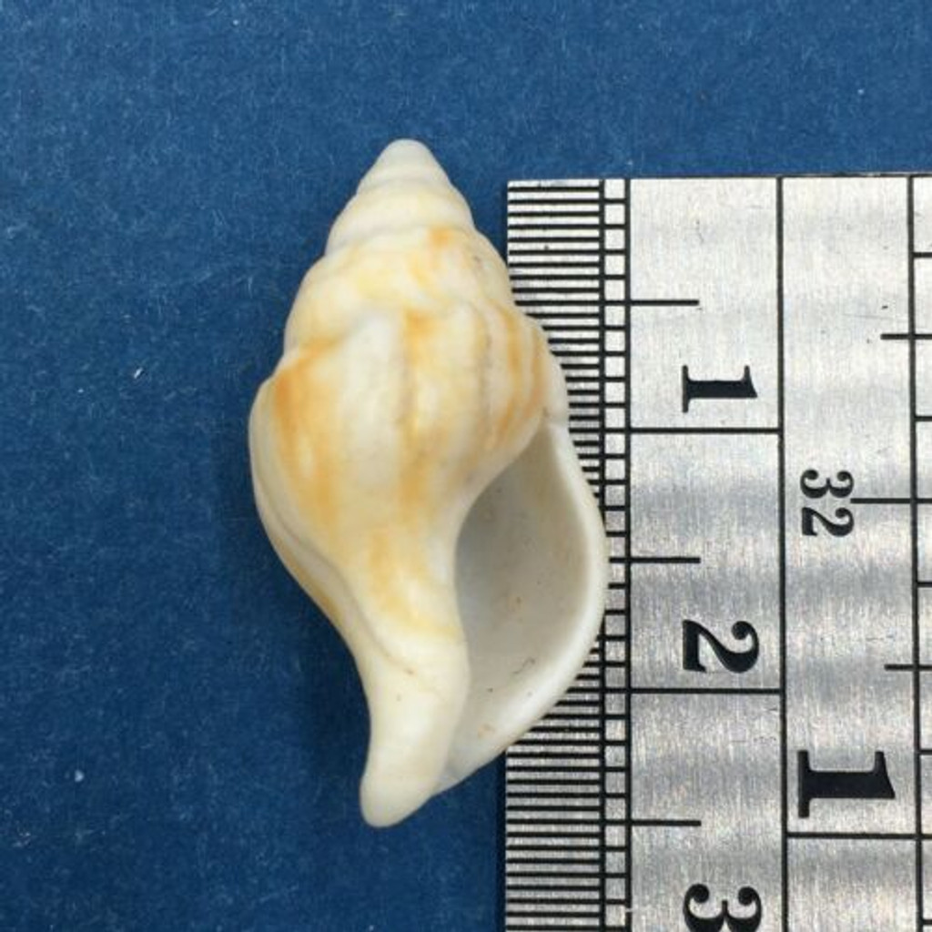 #2 Euthria Ponsonbyi 26mm South Africa Dredged 25fms Buccinidae