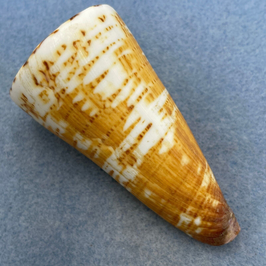 #9 Conus thalassiarchus 78.5mm F++ South Mindanao, Philippines