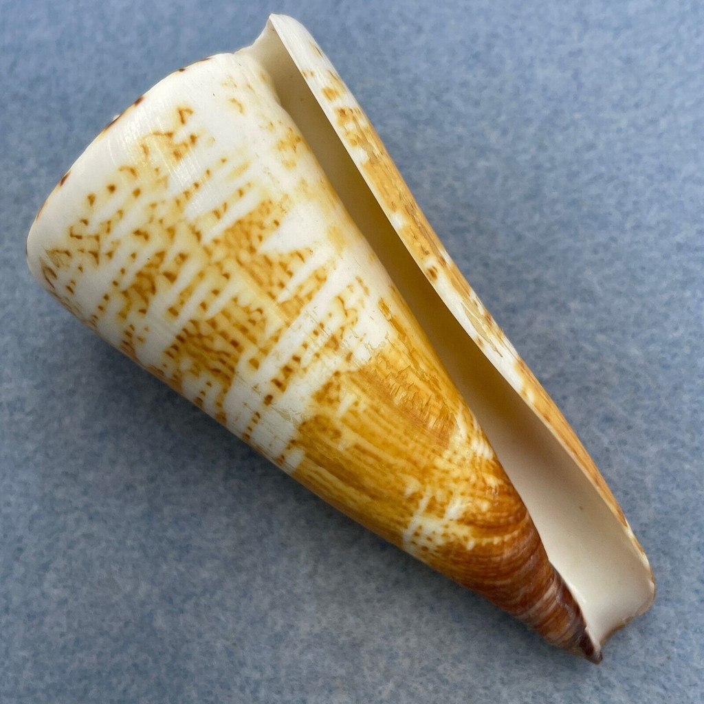 #9 Conus thalassiarchus 78.5mm F++ South Mindanao, Philippines