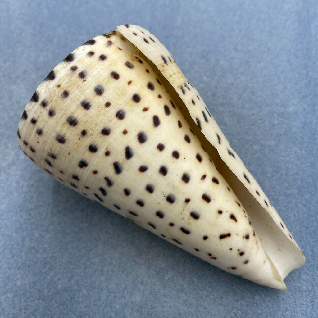 #2 Conus leopardus 107.2mm F+ (Rough Lip) Trawled Sulu Sea, Philippines