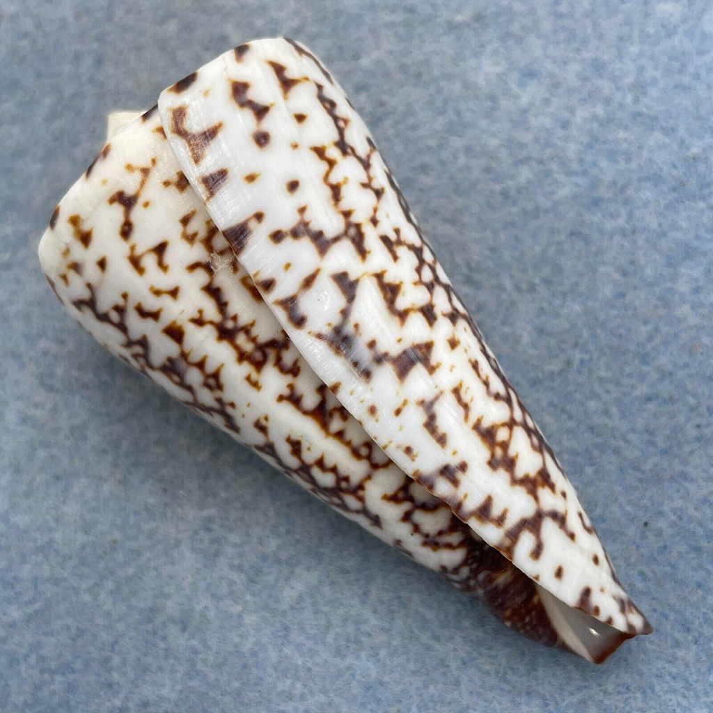 #18 Conus thalassiarchus 59.6mm F++ No Data