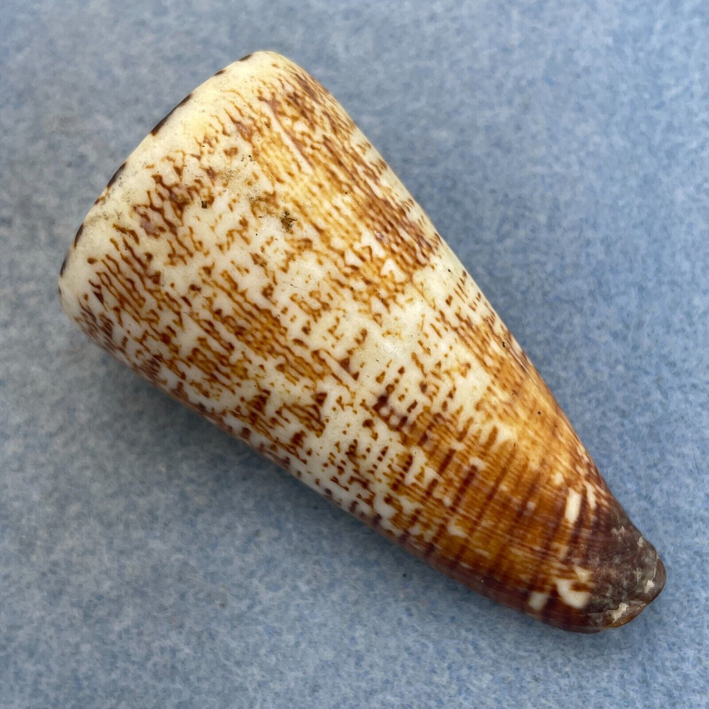 #25 Conus thalassiarchus 63.8mm F+ Trawled, Sorsogon, Philippines