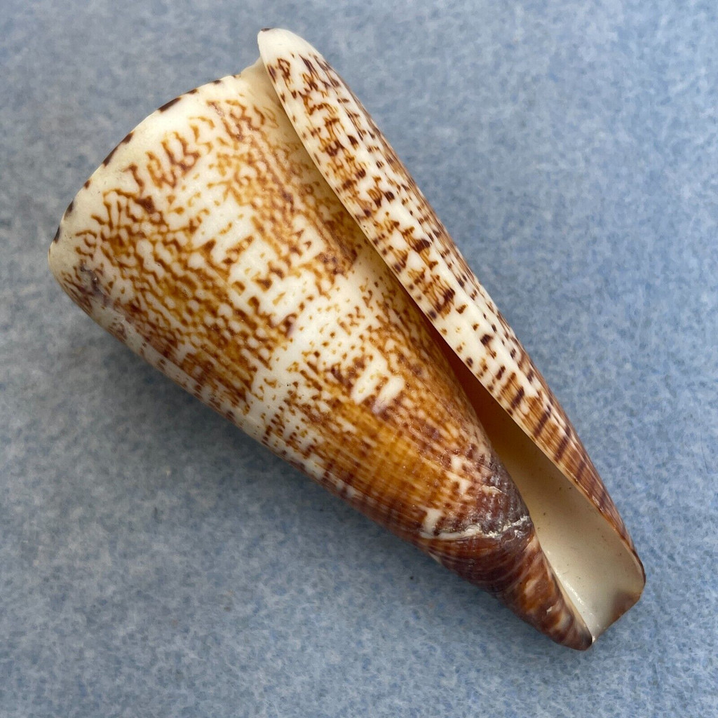 #25 Conus thalassiarchus 63.8mm F+ Trawled, Sorsogon, Philippines