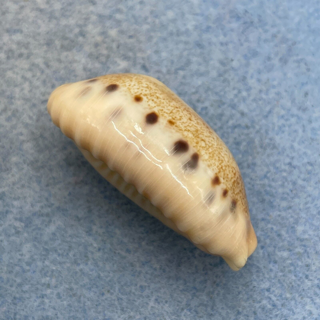 #10 Cypraea caurica blaesa 37.4mm F+ (Rough Spot On Dorsum) Dredged, Australia