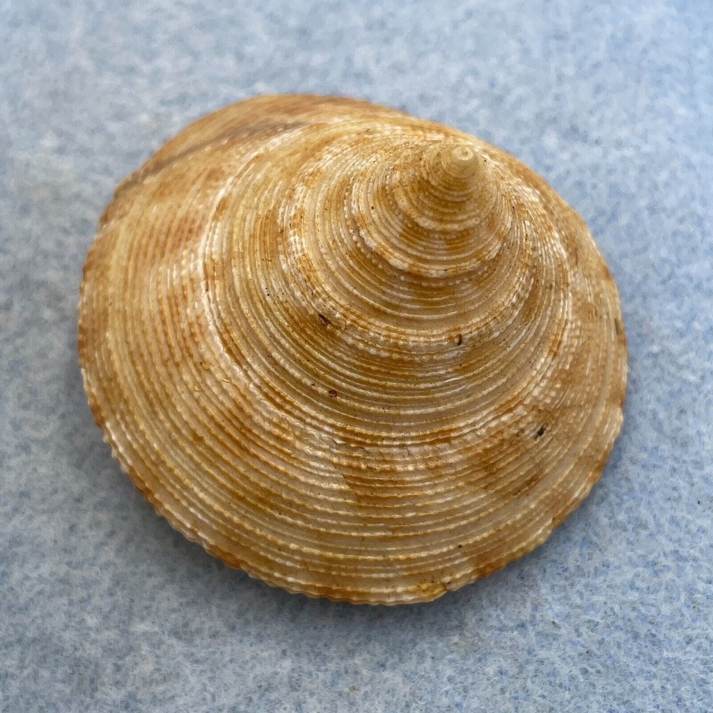 #4 Calliostoma formosense 51.1mm F+ Taiwan, By Dive, 10m On Sand