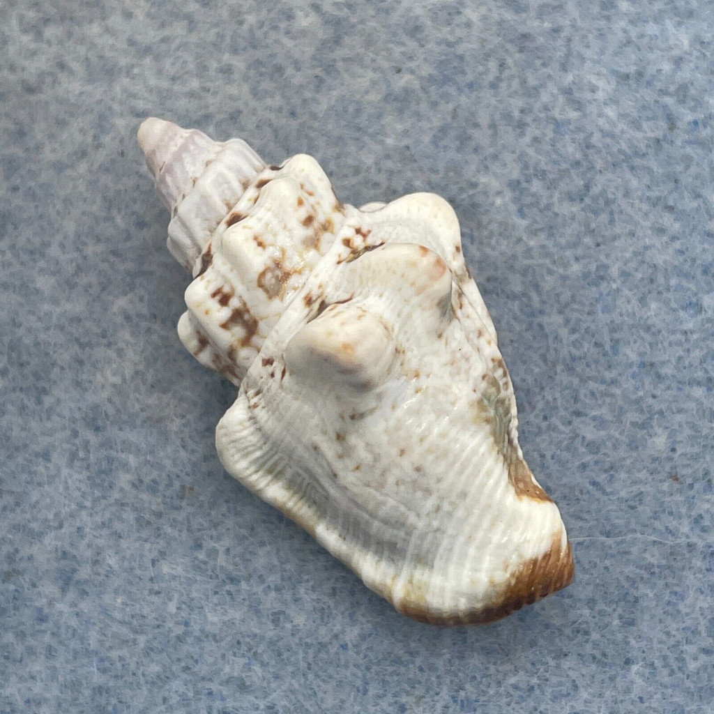 #5 Strombus (Canarium) labiatum 31.2mm F++ No Data