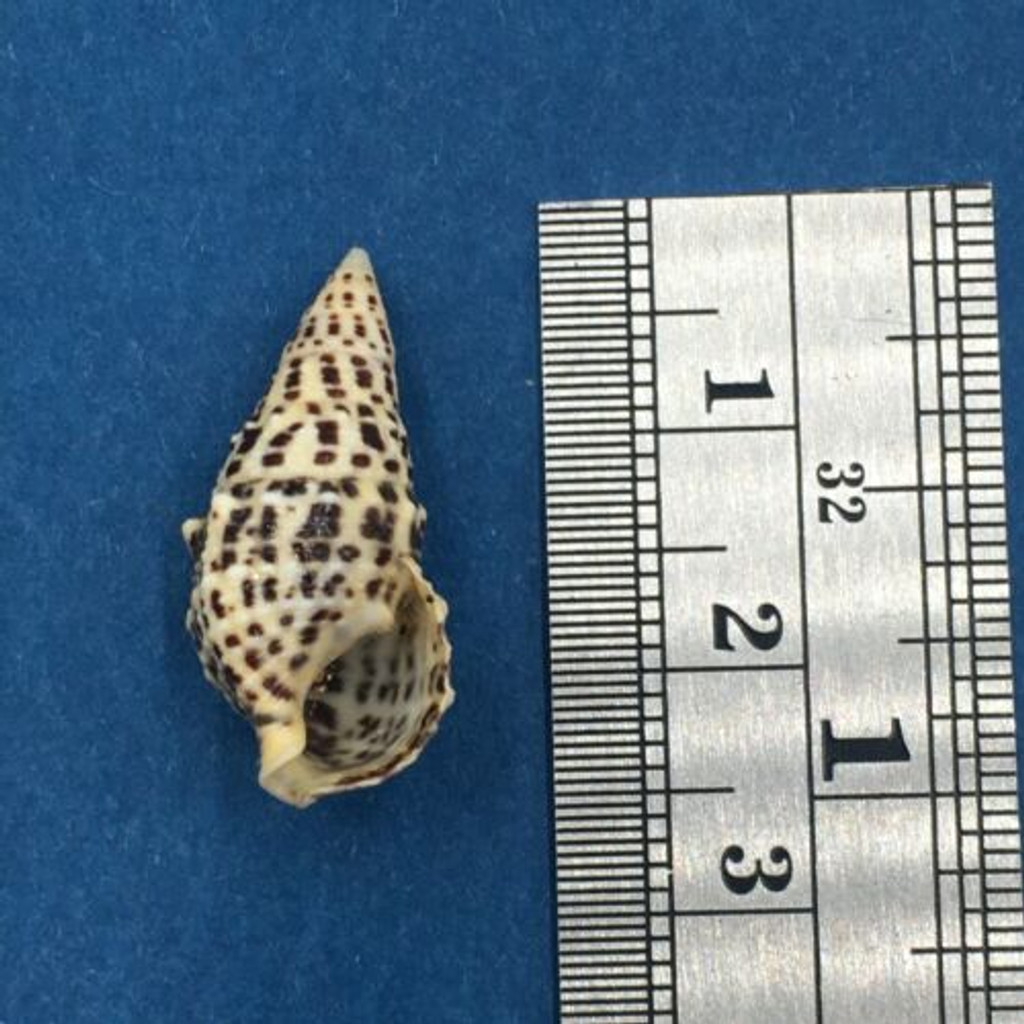 #1 Cerithium Litteratum 23.6mm Cerithiidae No Data