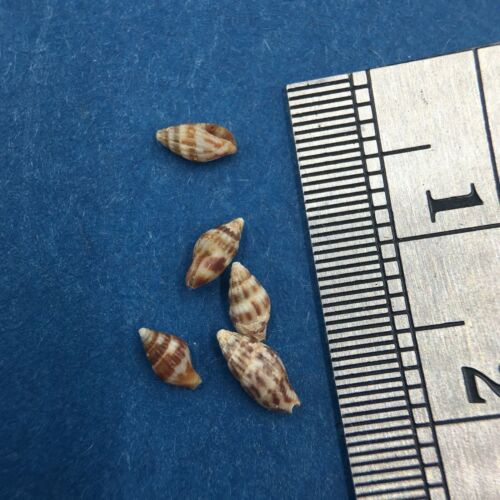 #10 Anachis Pygmaea Lot Of 5 Under 6mm Guaymas Mexico Coll. 1946 Columbellidae