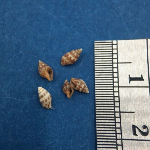 #9 Anachis Pygmaea Lot Of 5 Under 6mm Guaymas Mexico Coll. 1946 Columbellidae