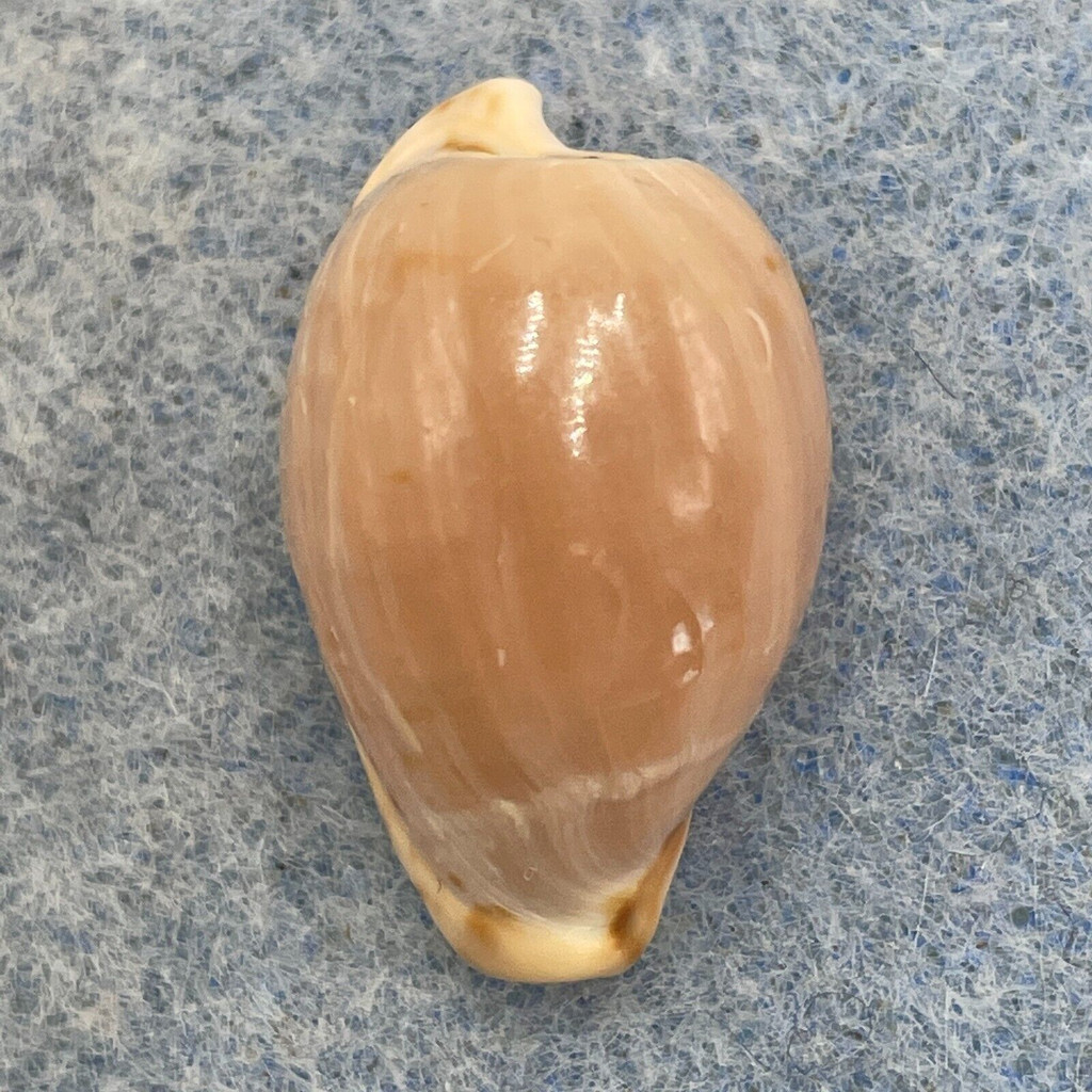 Cypraea (Cypraeovula) mikeharti 21.8mm F+/++ SE Port Elizabeth, S. Africa 18m