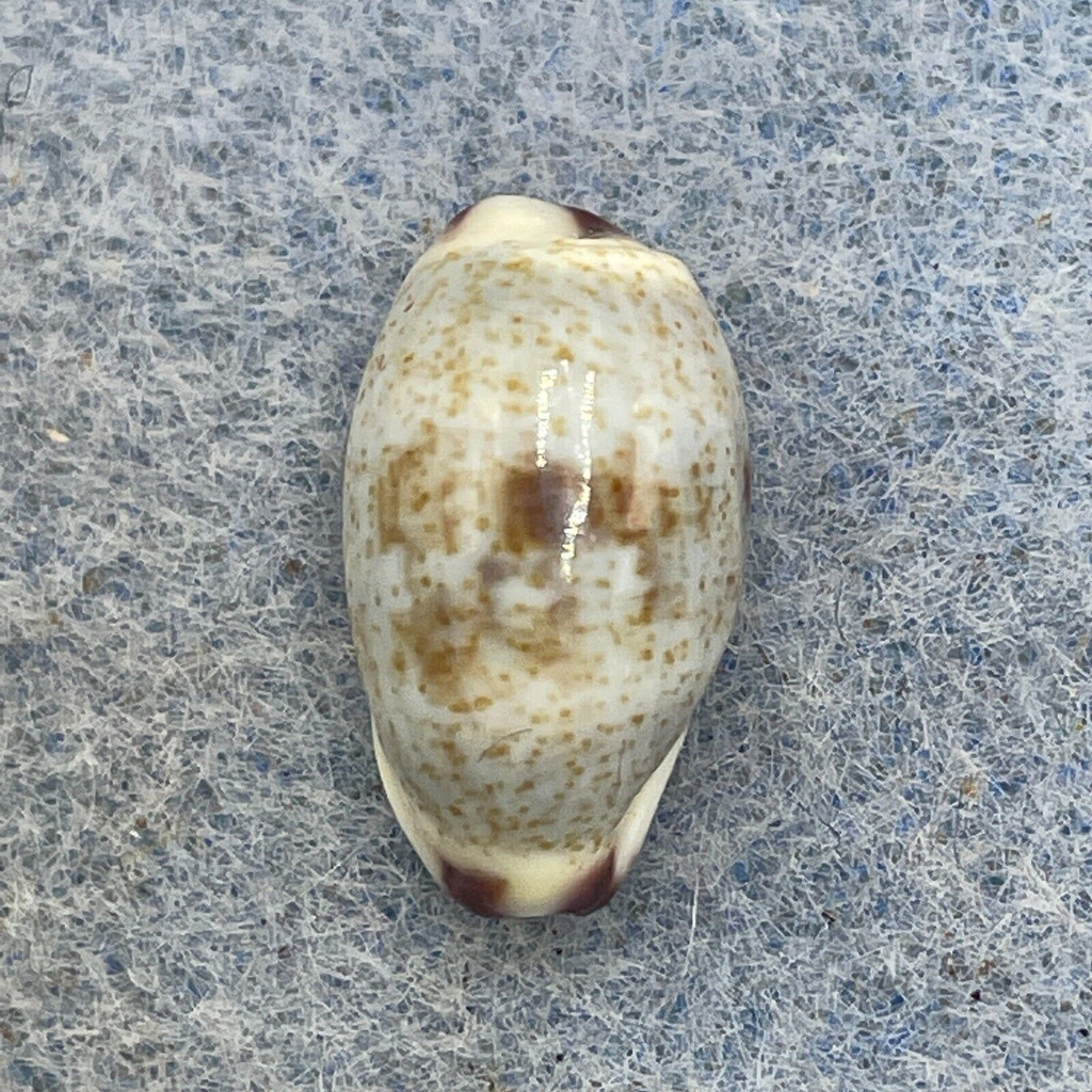 #11 Cypraea (Palmadusta) gracilis 14.5mm Gem Mogadishiu, Somalia