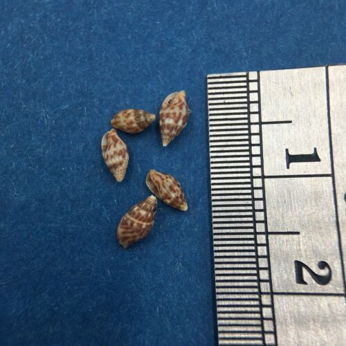 #6 Anachis Pygmaea Lot Of 5 Under 6mm Guaymas Mexico Coll. 1946 Columbellidae