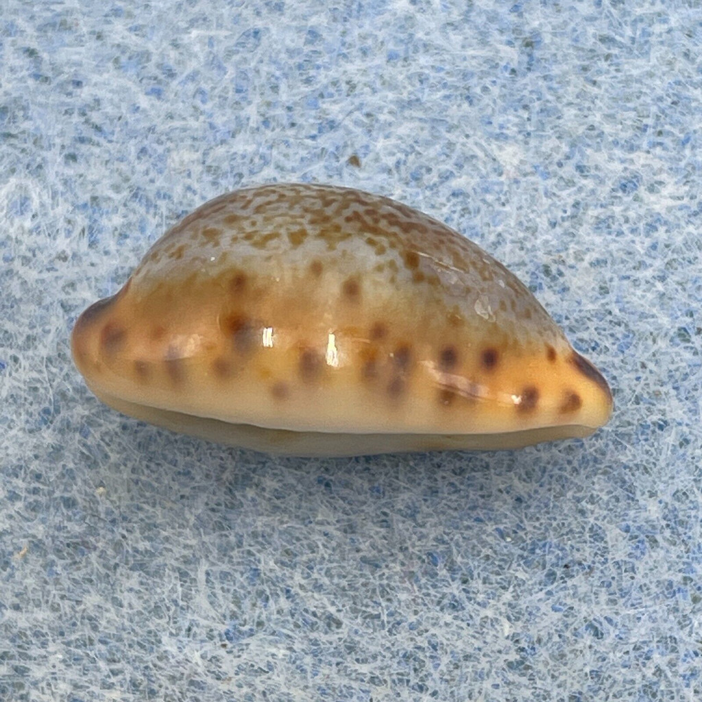 #2 Cypraea (Pseudozonaria) robertsi 18mm F+ Panama Bay, Panama, 1980