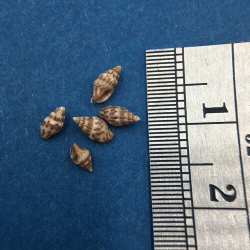 #5 Anachis Pygmaea Lot Of 5 Under 6mm Guaymas Mexico Coll. 1946 Columbellidae