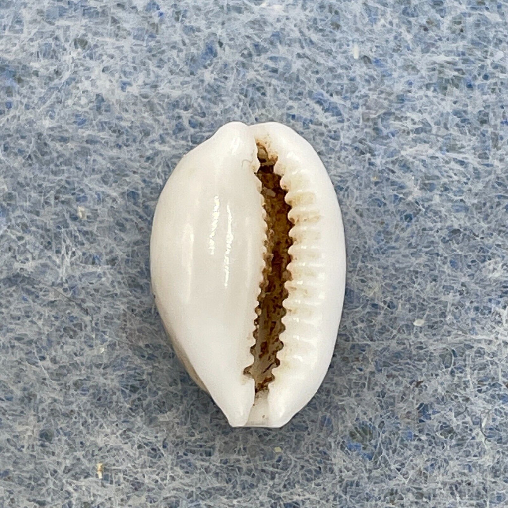 Cypraea (Cribrarula) catholicorum 11.5mm F++/Gem Marau Sound, Solomon Islands