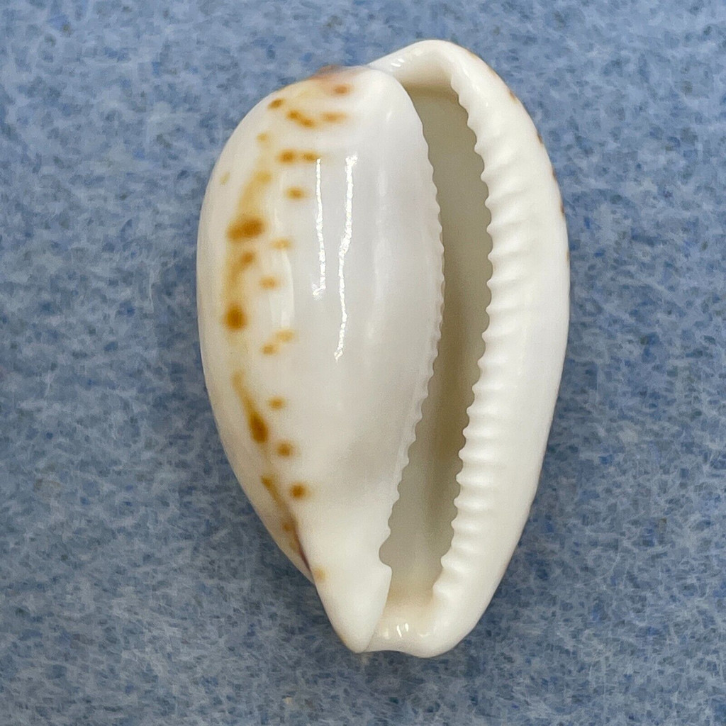 #1 Cypraea (Notocypraea) comptonii 25mm F+ South Australia