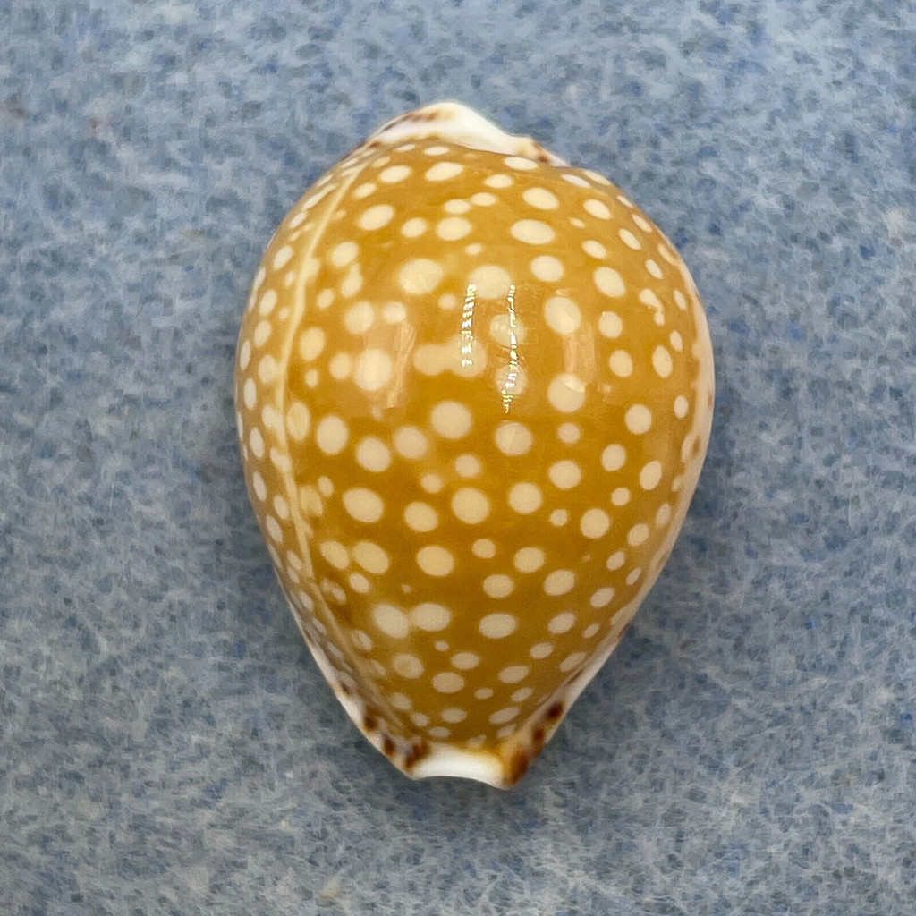 Cypraea (Cribrarula) gaskoini 22.9mm Big Inflated Gem Oahu, Hawaii 1989