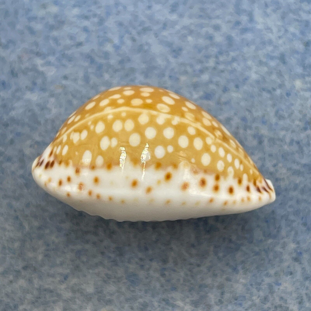 Cypraea (Cribrarula) gaskoini 22.9mm Big Inflated Gem Oahu, Hawaii 1989