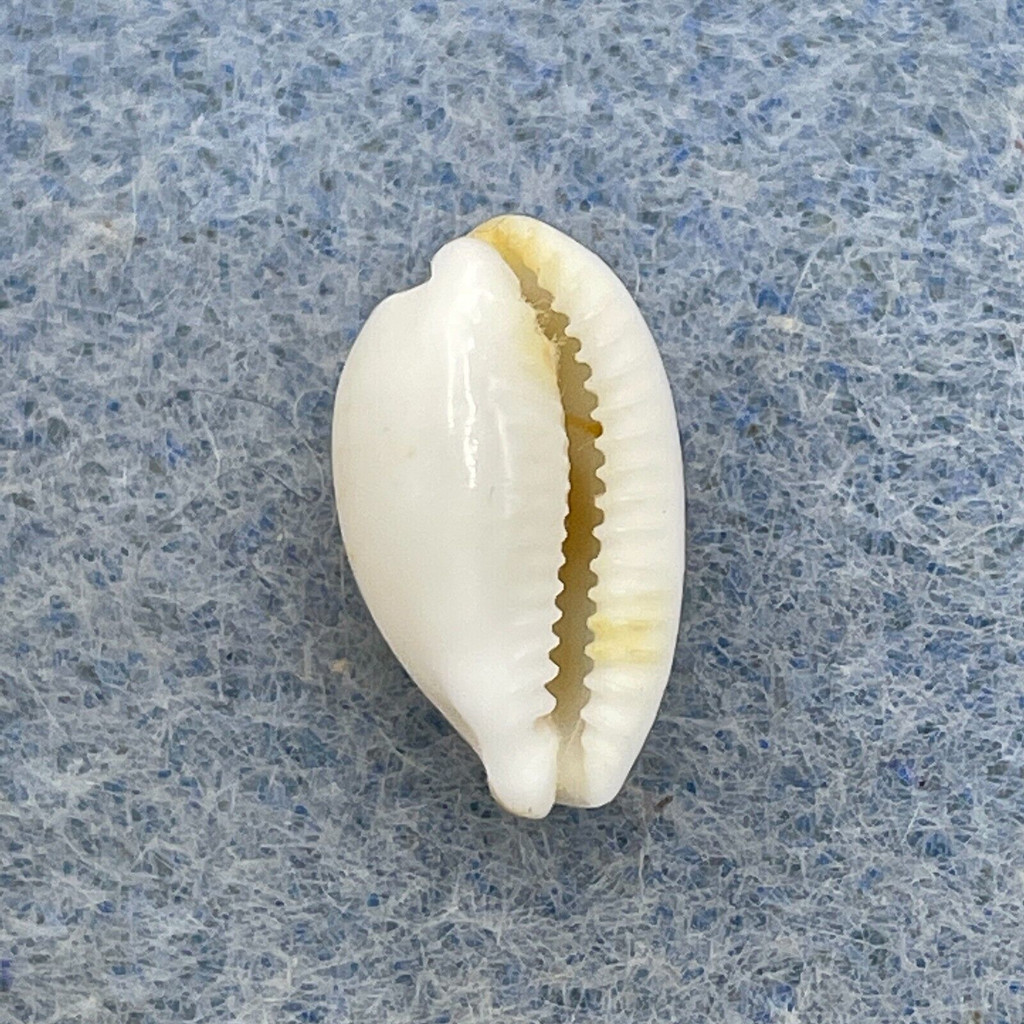 #3 Cypraea clandestina 12.2mm F++ Cebu, Philippines