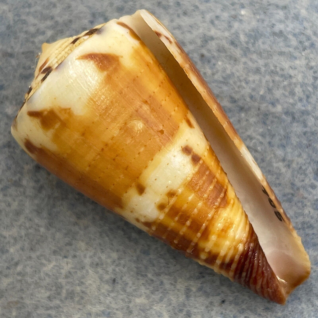 #5 Conus vitulinus 36.6mm F+ Cebu, Philippines