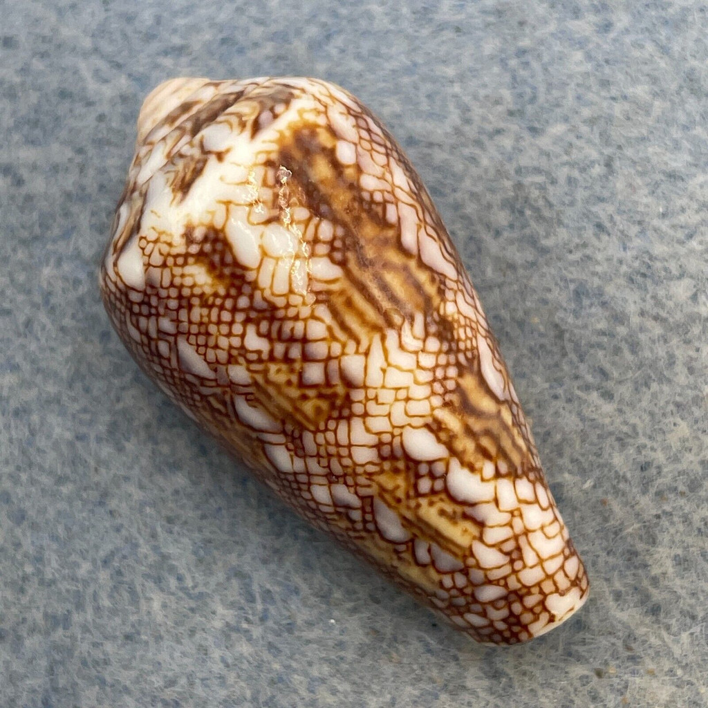 Conus abbas 32.8mm F/+ Filed Lip Galle, Sri Lanka