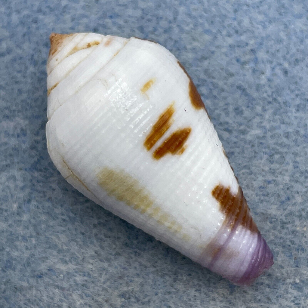 #5 Conus scabriusculus 30.5mm F+ Philippines