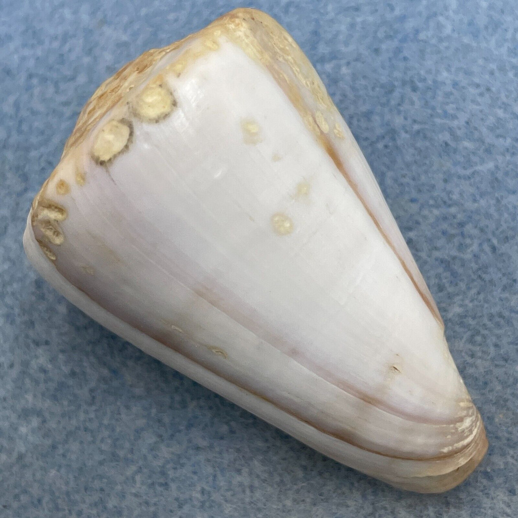 #1 Conus trochulus 48.2mm F+ Sal Rei, Cape Verde Is. Snorkel, 2m Under Stones