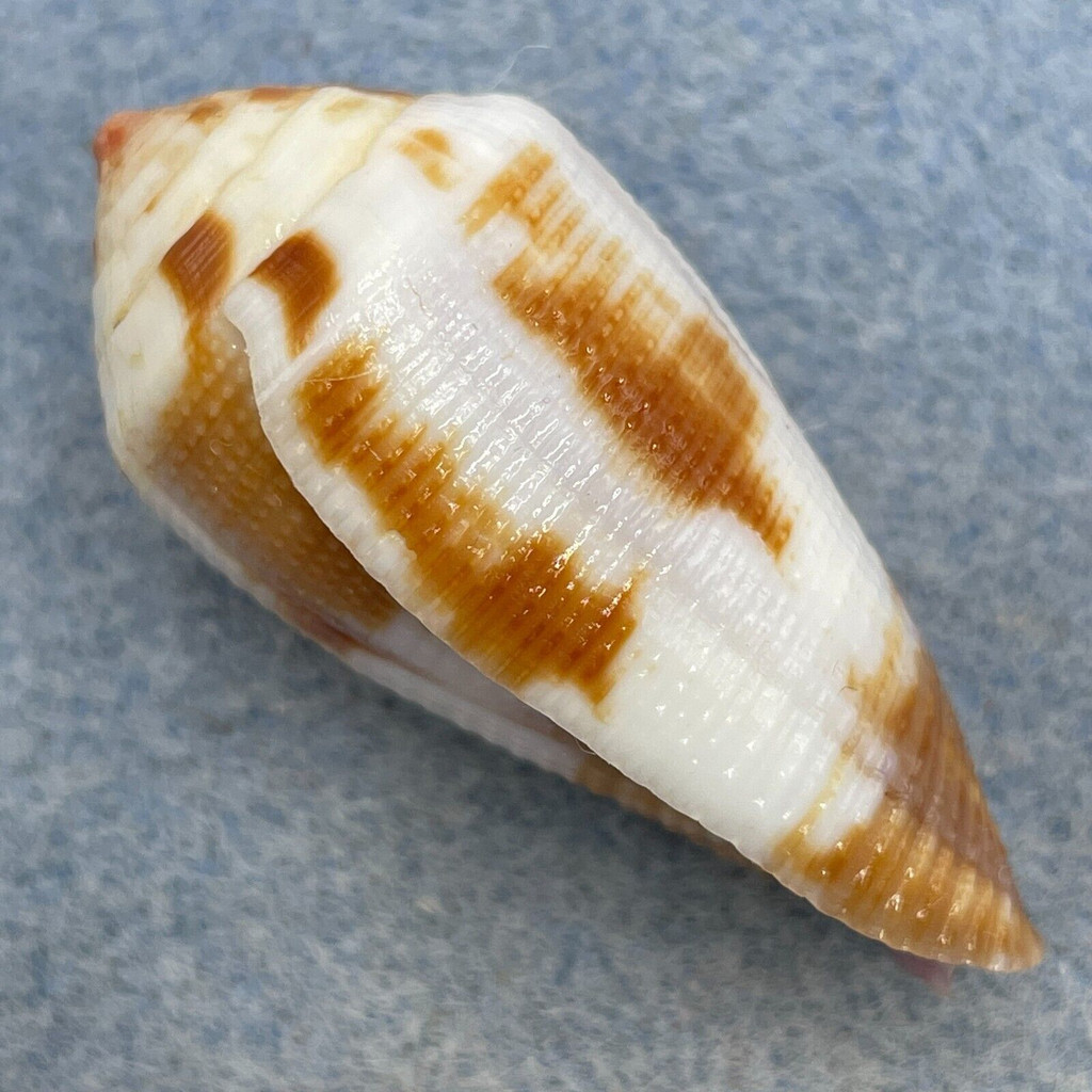 #1 Conus scabriusculus 38.4mm F+ Marshall Islands