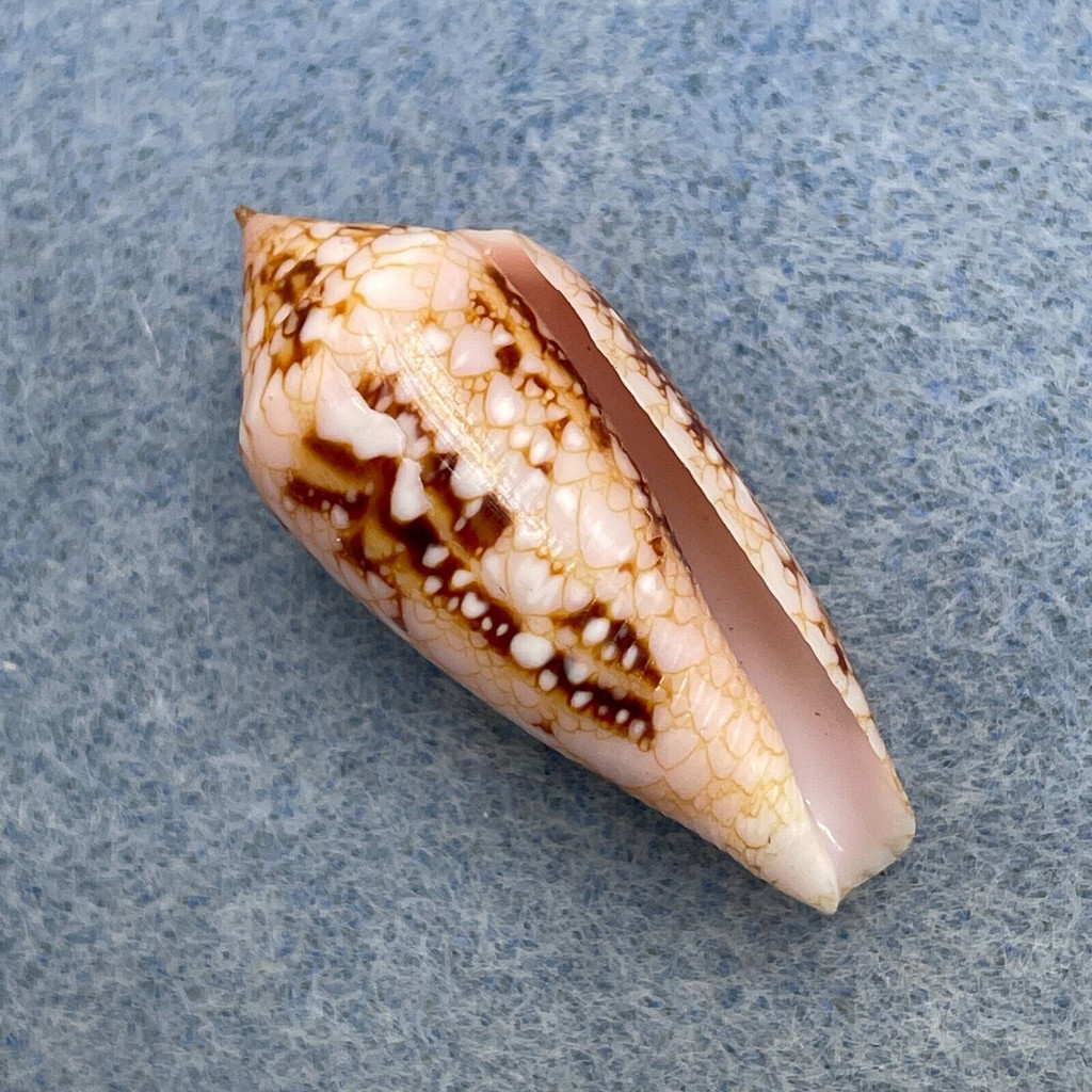 #3 Conus legatus 31.1mm F+ (Lip Chip) St Pierre, Reunion 12m On Coral Reef