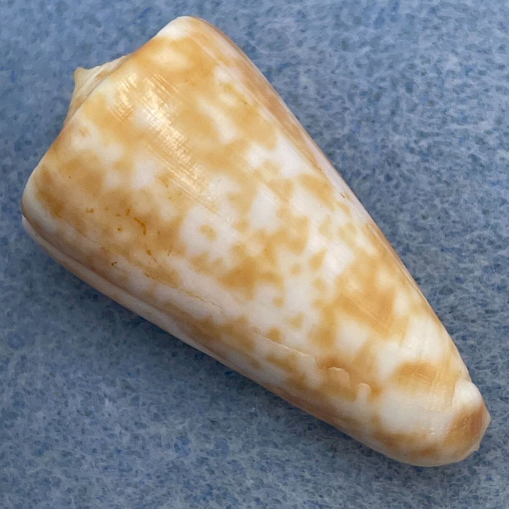 Conus rufimaculosus 34.5mm F+ Australia