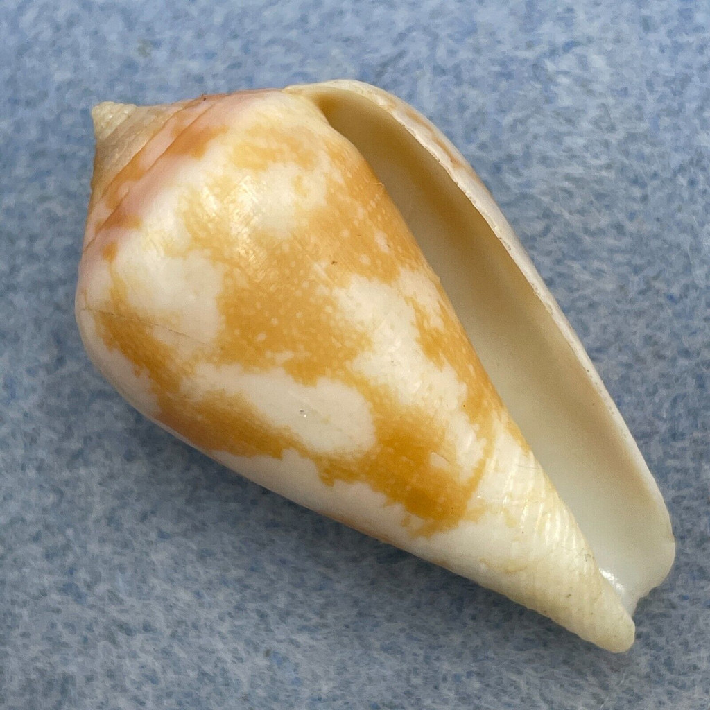 Conus aemulus 39.2mm Dead Collected In Fish Net, Pt. Marca, Angola 1966