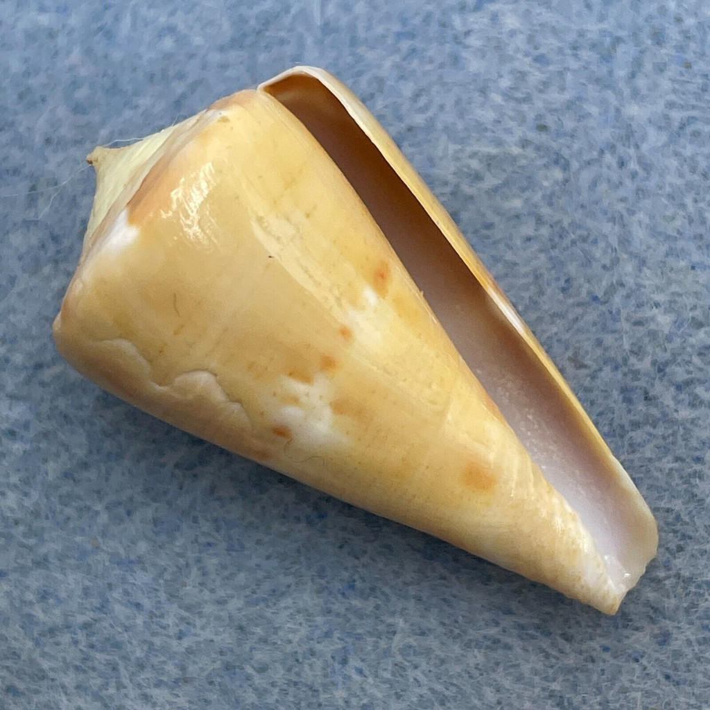 Conus namocanus 31.6mm F++ Nacala Bay, Mozambique 3m