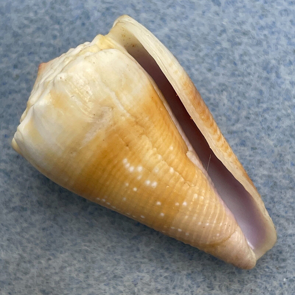 #2 Conus balteatus 32.8mm F+ Sulu Sea, Philippines