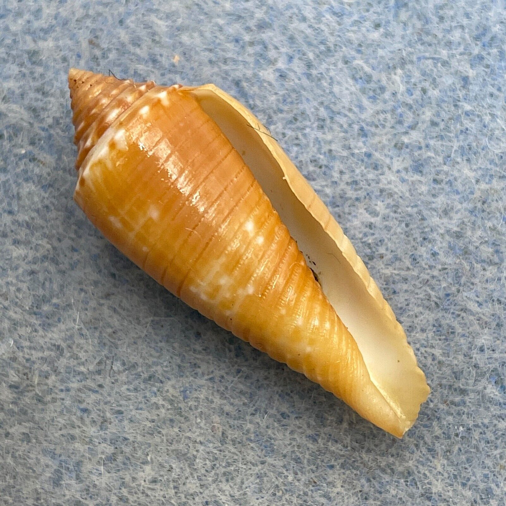 #4 Conus cinereus gubba 29.7mm F+ (Rough Lip) Batangas, Philippines 1966