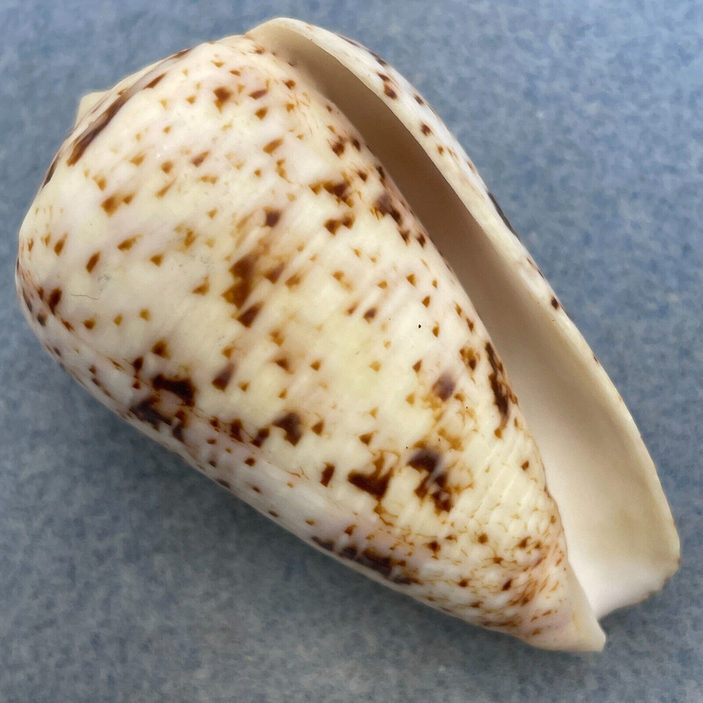 #3 Conus zeylanicus 53.9mm F+ East Africa