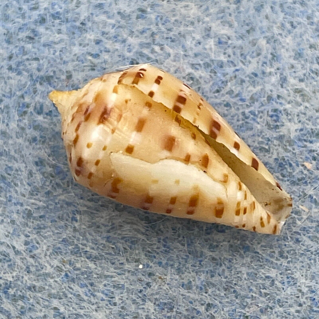 Conus genuanus 15.4mm F+ Juvenile, Baie de Goree, Senegal