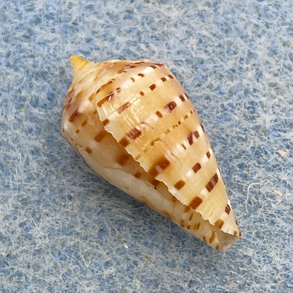 Conus genuanus 15.4mm F+ Juvenile, Baie de Goree, Senegal