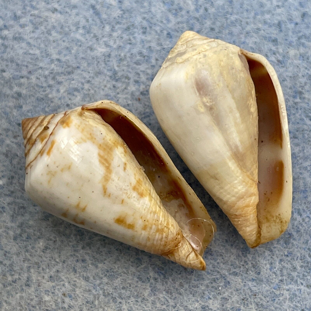 Conus guinaicus 22-23mm F+ (Rough Lips) Baie de l’Étoile, Mauritania